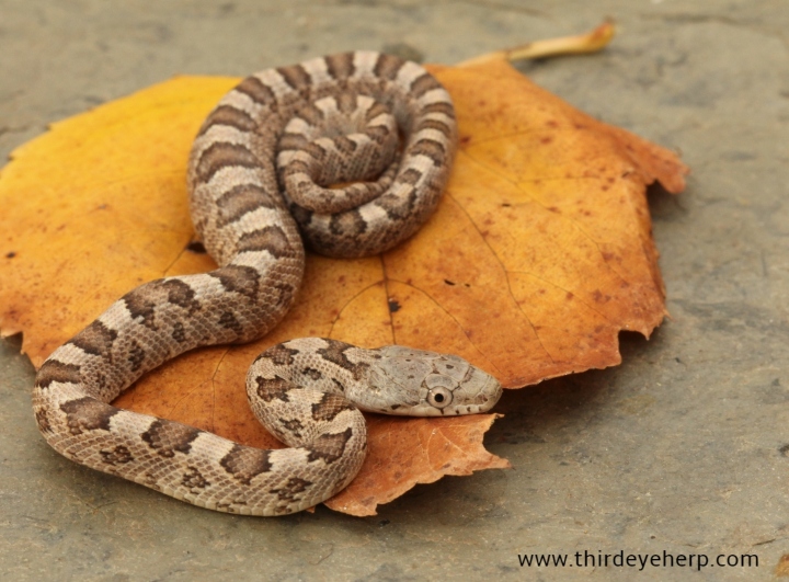 Yellow Rat Snake